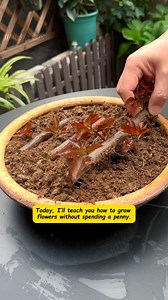 4.9K views · 49 reactions | Today, I'm going to teach you how to grow all kinds of flowers without spending a penny #flowersandplants #gardeningtips #sharinggardeningexperience #springflowerroom #flowersarethebestdecorationforahomeinspring #gardening #garden #gardeningtips #gardenizi | Seed to Flower | Facebook