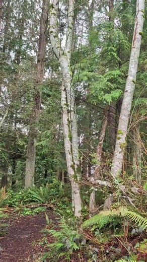 It's either walk past this tree to get to my car 2 minutes past, or turn around and do the 2 mile loop. Just thoughts and prayers on this one. #trees #run #stormyweather #path #trail