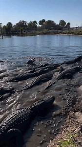 Behind the scenes of feeding our gator pond in our Drive-thru safari! 🐊⁠ 📹️: @madbioreptiles⁠ ⁠ #Thisiswildflorida #wildflorida #bewild #Orlandofl #realflorida #floridawildlife #experiencekissimmee #visitorlando #thingstodoinorlando #kissimmee #lovefl | Wild Florida