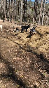 How fast can a baby goat run? | Cotton Bean Farms