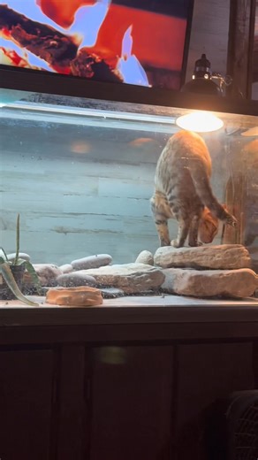 Katniss was sun tanning in Zilla’s house | Jeremy Rock Sons