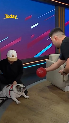 85K views · 1K reactions | Bulldog Prediction for State of Origin Game 3  | The Cast Patrol | Facebook