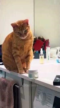 This Cat Compilation Will Make You Smile Instantly