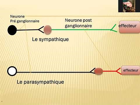 le système nerveux végétatif