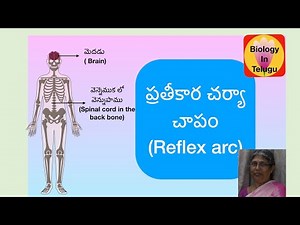 Reflex arc in Telugu for class 10 ( unit-నియంత్రణ )