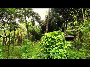 Part 1, Ecologico Permaculture garden in the dry jungle of Paraguay, with bird concert