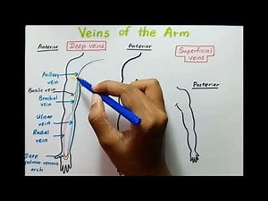 Know the SUPERFICIAL & DEEP VEINS of your arm!