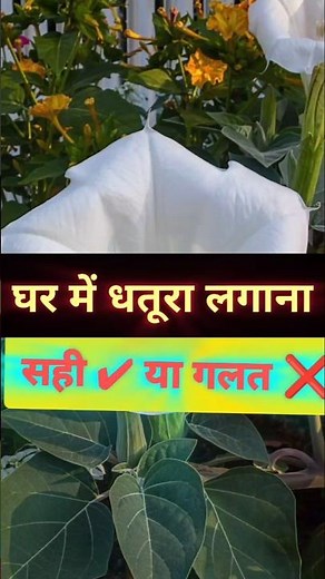 Is it right or wrong to plant Datura at home?