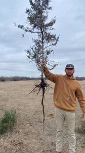 34K views · 186 reactions |  Did you know that Eastern Red Cedar is...