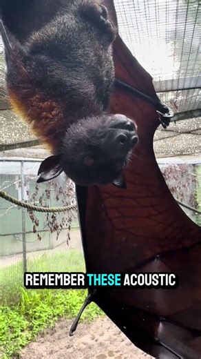 Bats Can See Without Using Their Eyes 🦇 #bats #animals #shorts