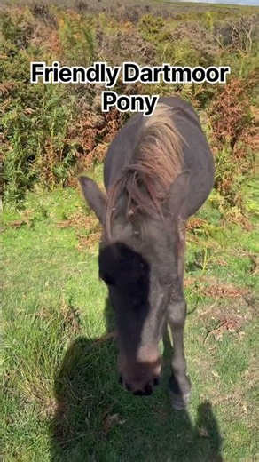 Friendly Dartmoor Pony #dartmoor #hiking #nature #walking