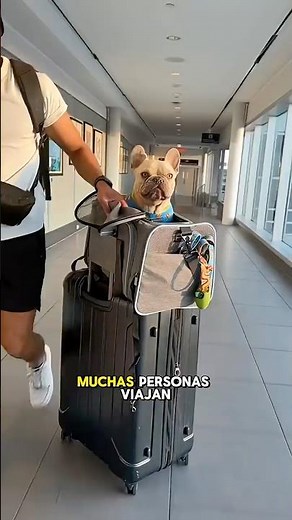 Viajar en cabina de avión con tu mascota perro o gato
