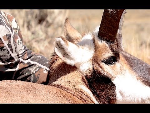 ANTELOPE HUNTING | A HUNT TO REMEMBER!