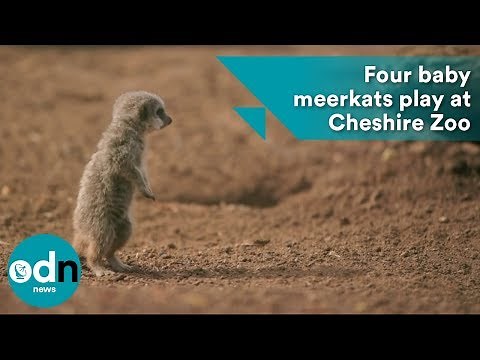 Four baby meerkats jump and play at Cheshire Zoo