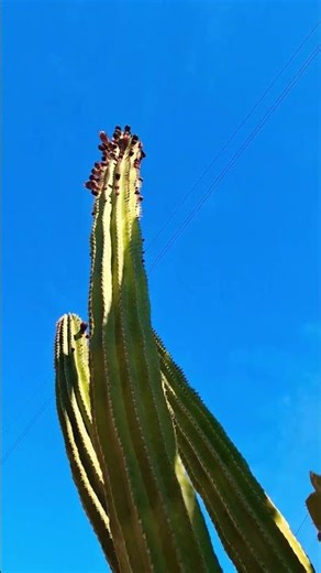 Esculturas Vivientes #cardon #cactus #bcs #plantas