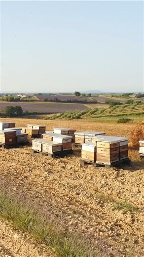 Immersive Drone Footage Captures Bees At Work.