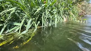 Hopper Tip // "Grass Twitch Strip" Hoppers like grass, trout like hoppers. Cast that fly into the salad, strip it out with your line hand rather than your rod tip. Keep that fly tight to greens. Works best when wading upstream on a grassy bank. #hopperhack #flyfishingaddict #flyfishingjunky #flyfishingnut #dryflyfishing | Red's Fly Shop