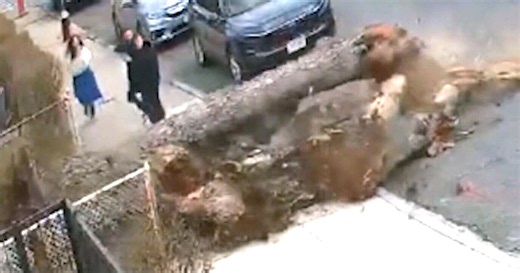 Watch the moment a family nearly struck by large falling tree