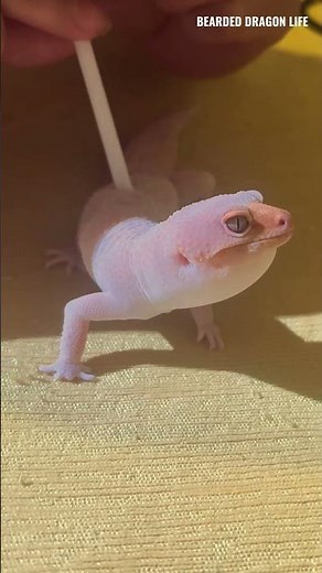 Leopard Gecko Shedding Trick: Skin Up Like a Balloon #leopardgecko #sheddingtrick #lizard #iguana