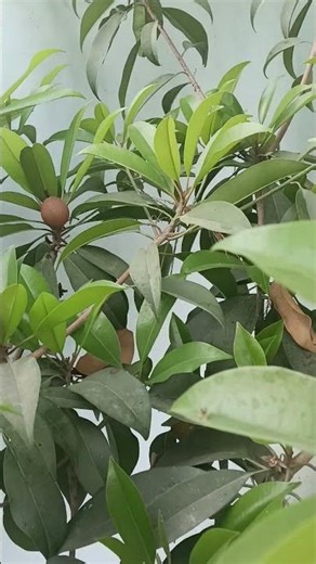 Side branches grow spirally around the main stemTree becomes round and dense (good for fruiting)