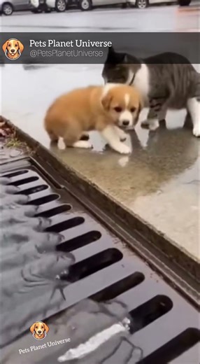 Hero Cat Saves Puppy From Falling Into Water Drain!
