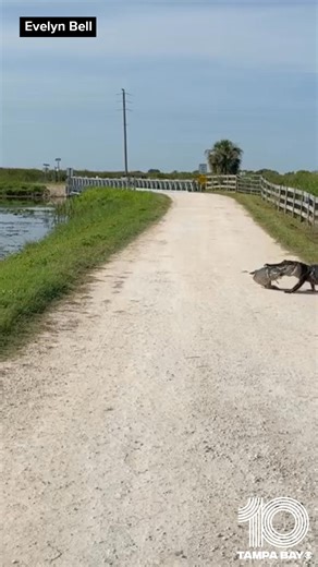 1.4M views · 14K reactions | LATER GATOR  An alligator was spotted holding a big fish in its mouth while walking across a road north of Orlando. Take a look: https://www.wtsp.com/article/life/animals/alligator-carrying-fish-video-florida/67-e24b1715-02e8-4646-a738-9d3478878b2a | 10 Tampa Bay | Facebook