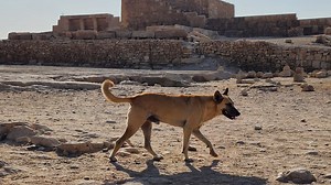 Meet Apollo, the Egyptian dog filmed atop a pyramid who charmed internet