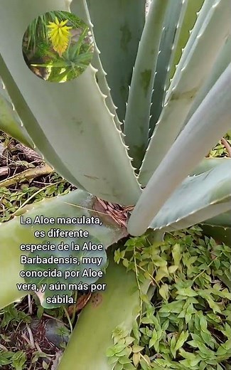Las 2 son Aloe pero sólo una es sábila