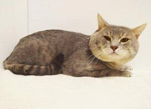 1.3K views · 74 reactions | Mr. Cheeks (A729412) was aptly named for the excessively puffy fur around his face.  He is shy at first and may be hiding from view. He is appreciative when you give him attention. Once he knows you, he becomes loving and affectionate. We think he is about four years old. Once you meet him, you won't be able to resist that face! His adoption fee is only $5 today only for #FelineFriday - so don't wait! | Bradshaw Animal Shelter | Facebook