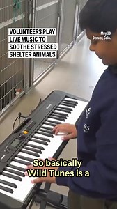Twelve-year-old Yuvi Agarwal started playing keyboard when he was four and noticed his playing soothed his restless dog, Bozo. He wondered if it could also help stressed homeless animals. He founded Wild Tunes in 2023 to recruit musicians to play in animal shelters. | AP