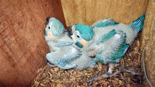 El programa Cajas de Nido de Paraba Barba Azul bate récords históricos