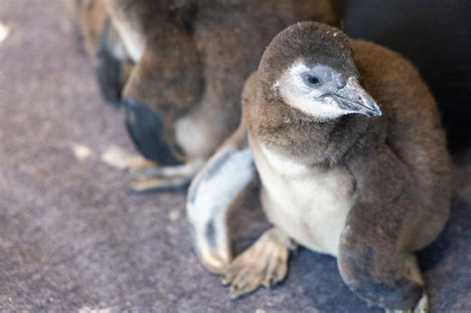 Third baby penguin born at Camden's Adventure Aquarium. You can help name him