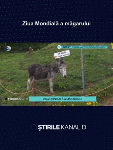 Astăzi de Ziua Mondială a Măgarului, la Grădina Zoologică din Brașov sunt organizate diferite activități dedicate acestor animale. #kanaldromania #stirilekanald #showbiz