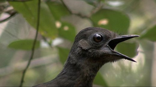 The Mysterious Animals of 'Wild Australia'