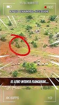 The Kangal that humiliated the wolf in 60 seconds! 😱🔥 The legendary dog ​​that made the wolf run 🐺💥