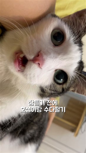 Hoseob Cat ASMR Sleep Sounds