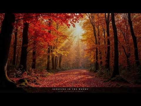 Sleeping in the Woods - Jean-Philippe Ichard
