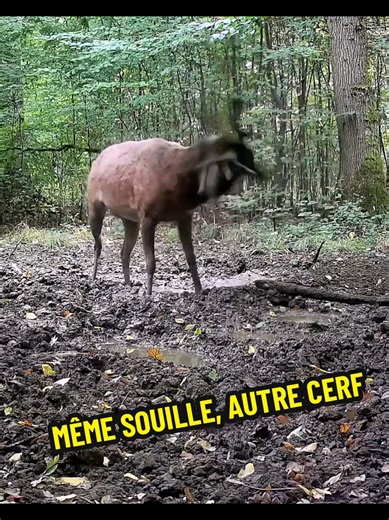 #cerf #rothirsch #reddeer #nature #wildlife