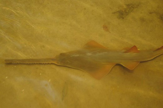 Smalltooth Sawfish