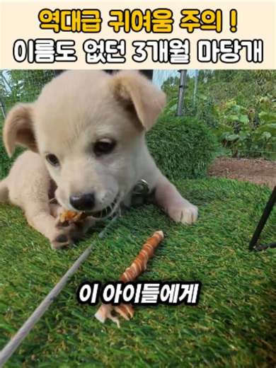 시청자 여러분, 시골집 한편에 홀로 묶여 우체부들의 심장을 녹인 생후 3개월 아기 강아지의 사연을 전해드립니다. 🐶🔥 윗집에서 새끼를 많이 낳는 바람에 엉겁결에 입양을 오게 되었다는 견주 할머니. 아직 이름도 없던 녀석에게 우체부들은 영천의 특징을 담아 '별이'라는 예쁜 이름을 지어주었습니다 🥰. 사람 손길이 그리운지 조금만 멀어져도 낑낑대는 별이를 위해, 우체부들은 어수선한 잡동사니를 치우고 푹신한 잔디 매트와 아늑한 캐노피 천막으로 녀석만의 꼬물이 전용 새집을 완성해 주었습니다 🌿⛺. 아기 강아지답지 않게 씩씩한 걷기 실력으로 또 한 번 모두를 놀라게 한 별이 🐾. 훗날 원치 않는 임신을 막기 위해, 조금 더 자라면 꼭 중성화 수술을 도와드리기로 할머니와 굳게 약속했습니다. 치명적인 귀여움으로 무장한 꼬마 천사 별이가 쾌적해진 보금자리에서 자유롭고 씩씩한 견생을 누릴 수 있도록 시청자 여러분의 뜨거운 응원을 부탁드립니다. 🌻 마지막으로 제 프로필 상단에 올려둔 링크를 