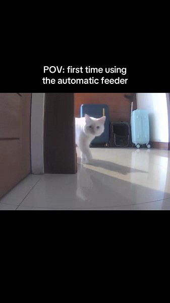 Cat's Hilarious Reaction to Automatic Feeder
