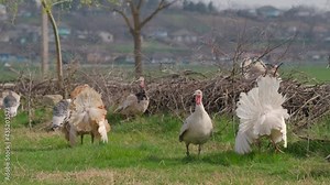 Mating ritual of Turkeys during spring time on meadow