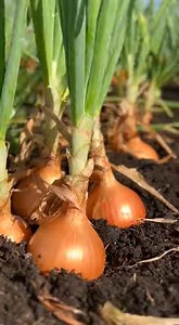 19K views · 174 reactions | Avant de scroller, regardez comment l’oignon repousse tout seul | Gadgets d'Eve | Facebook