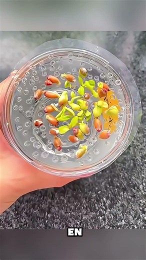 How to propagate LEMON trees in a glass of water 🍋🌿