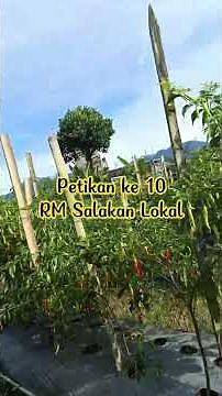 RM Salakan Turunan