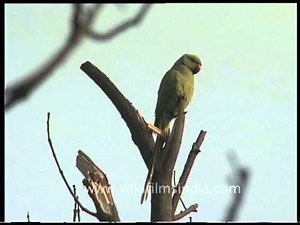 Ring-necked Parakeet or Rose-ringed Parakeet (Psittacula krameri)