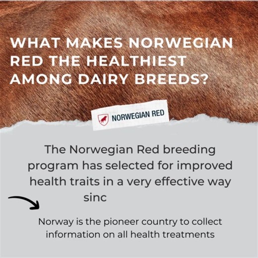 Norwegian Reds are leaders in improving the health of your herd. Reduce the instance of Mastitis & Ketosis in your herd using Norwegian Red sires! https://www.doveagenetics.ie/assets/f/153558/x/9718ce7c17/coloured-22-23.pdf | Dovea Genetics | Facebook