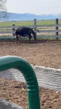 Got to watch this cow give birth to a healthy bull calf! #fyp #cow #subscribe #viral #ranchlife