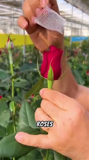 How to make roses worth double the price #rose #flowers