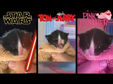 Kitten Meows but in different universes